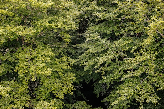 緑の木々の森の背景の上から プレミアム写真