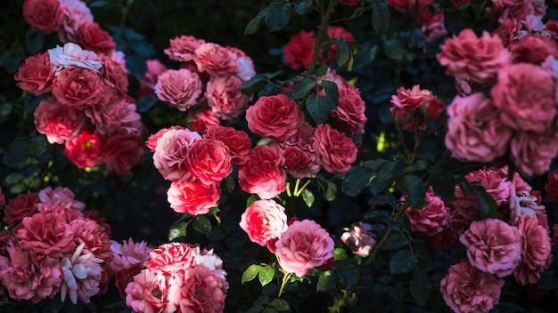 From above majestic roses in garden Photo | Free Download