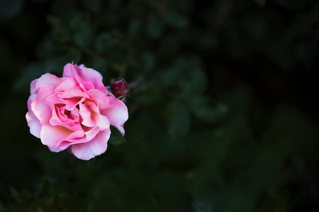Free Photo | From above pink rose