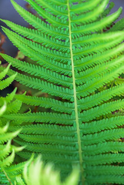 Premium Photo | Frond. close up. background image