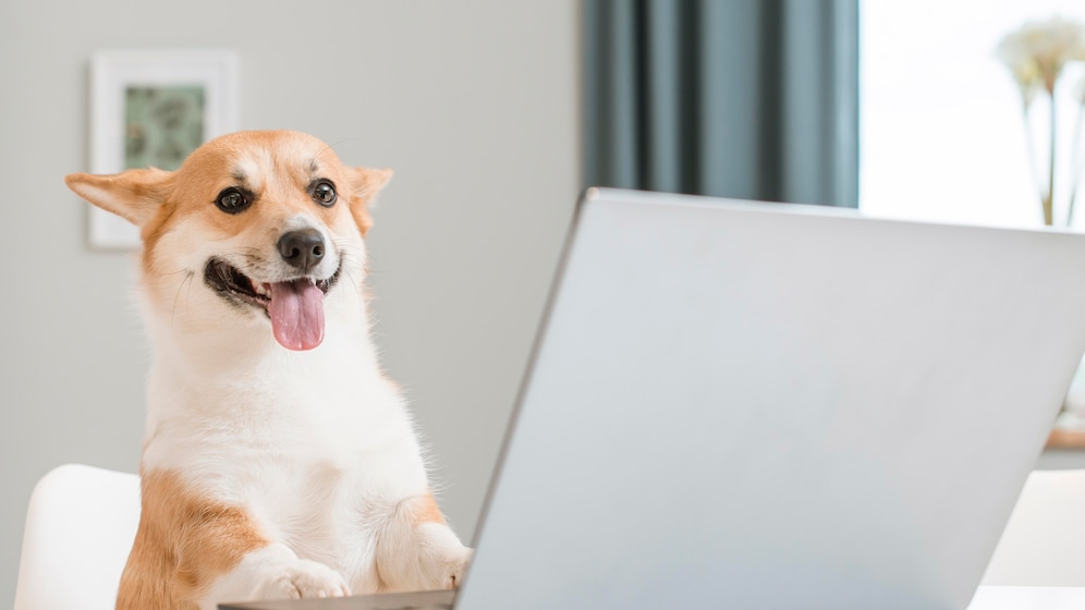 Premium Photo | Front view of adorable dog on laptop