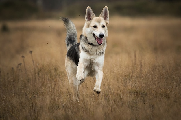 楽しみにして黄色い牧草地を歩いているハスキー犬の正面図 プレミアム写真