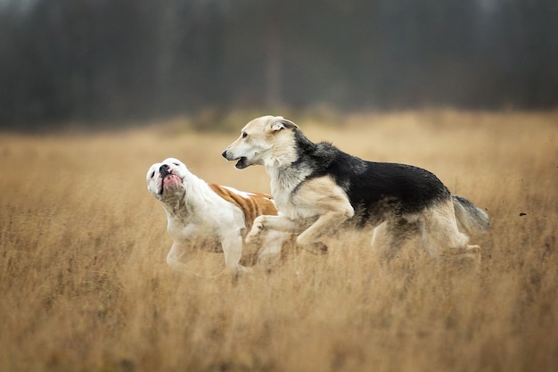 フィールドで走っている2匹の犬の正面図 灰色の雑種羊飼いの犬が英語のブルドッグを噛む プレミアム写真