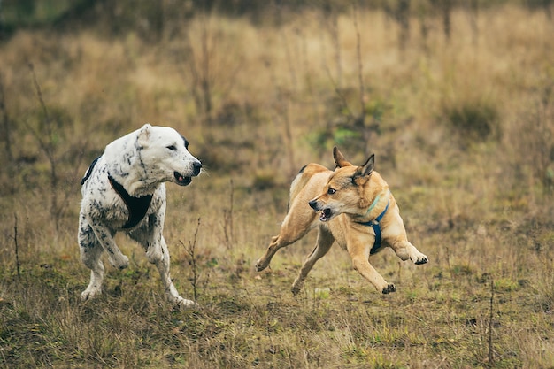 カメラの方向に走っている2匹の犬の正面図 プレミアム写真