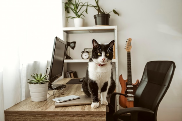 屋内の机の上を歩く正面図の猫 無料の写真