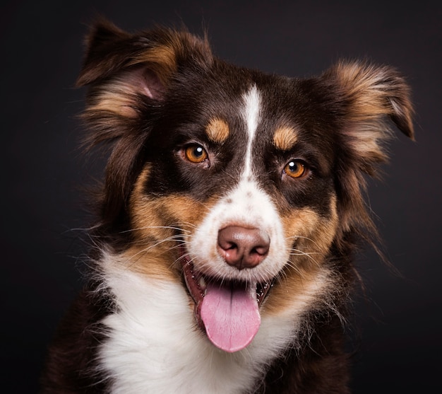 Front View Cute Dog Sitting Free Photo