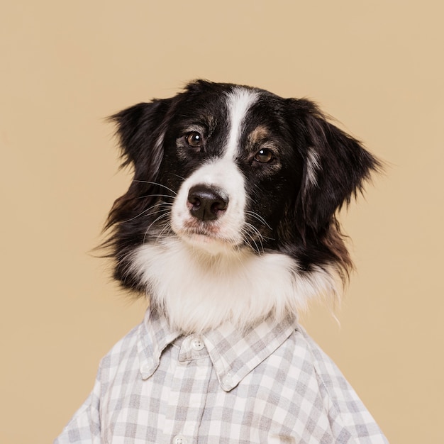 dog with shirt