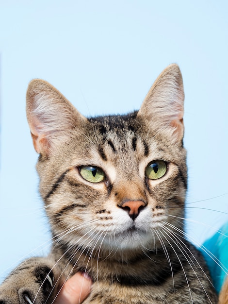 耳のみじん切りを持つ正面の飼い猫 無料の写真