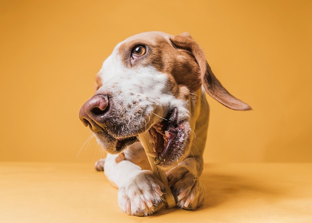 骨を食べる正面面白い犬 無料の写真