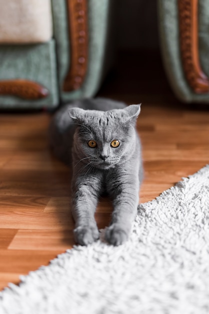 Front View Of Grey British Shorthair Cat Stretching On Floor