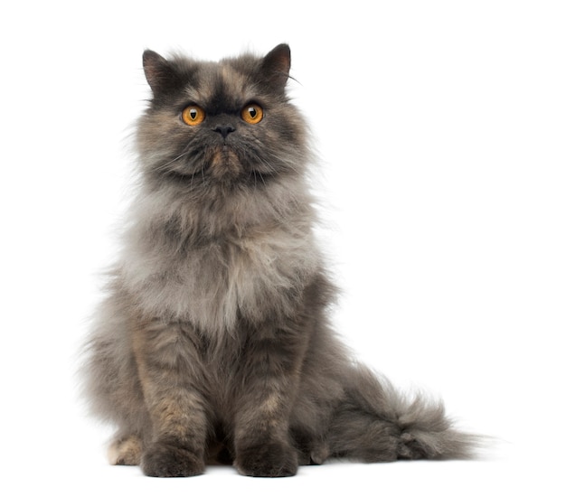 Premium Photo | Front view of a grumpy persian cat sitting isolated on ...