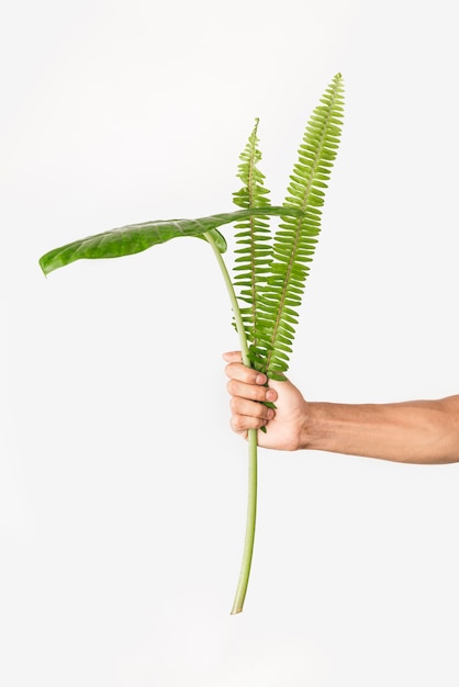 Free Photo | Front view hands holding foliage plant