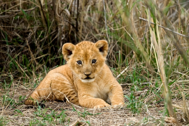 Premium Photo | Front view of lion cub, serengeti national park ...