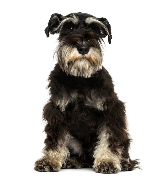 Premium Photo | Front view of a miniature schnauzer sitting isolated on ...