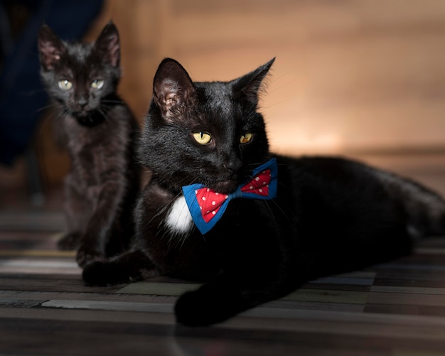 蝶ネクタイと美しい黒猫の正面図 無料の写真