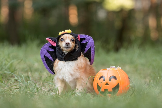 コウモリの衣装でかわいい犬の正面図 プレミアム写真