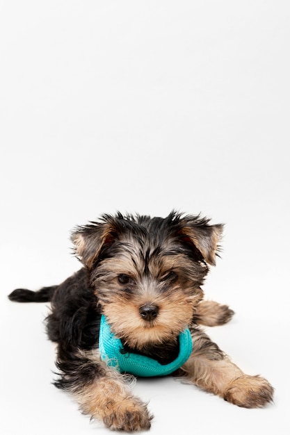コピースペースを持つかわいいヨークシャーテリアの子犬の正面図 無料の写真