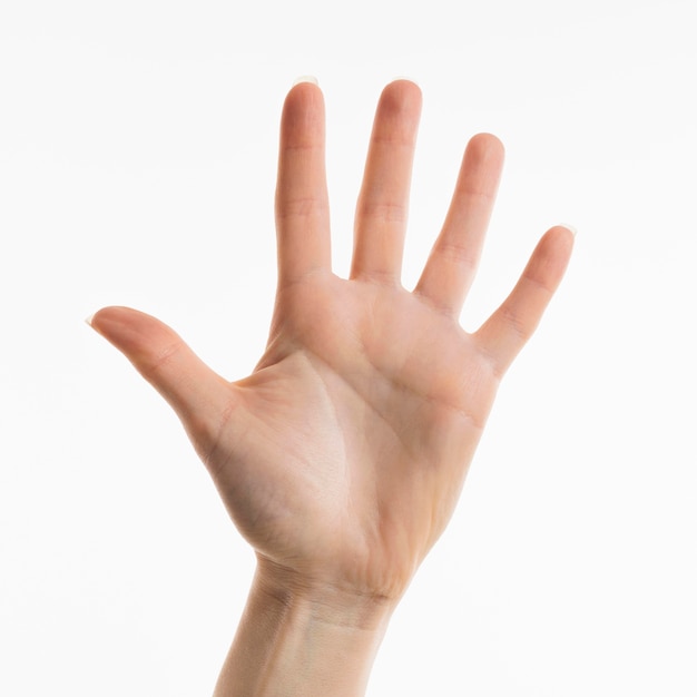 手のひらを示す手の正面図 無料の写真