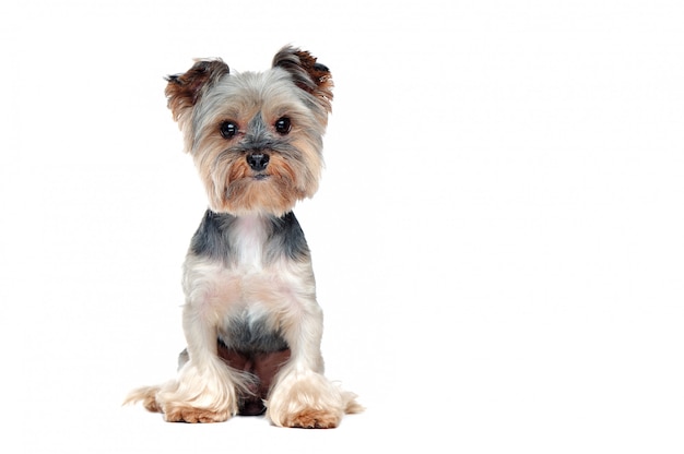 Premium Photo Front View Portrait Of A Sitting Yorkie Dog Isolated On White