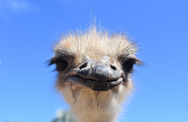 Premium Photo | Frontal view of common-ostrich