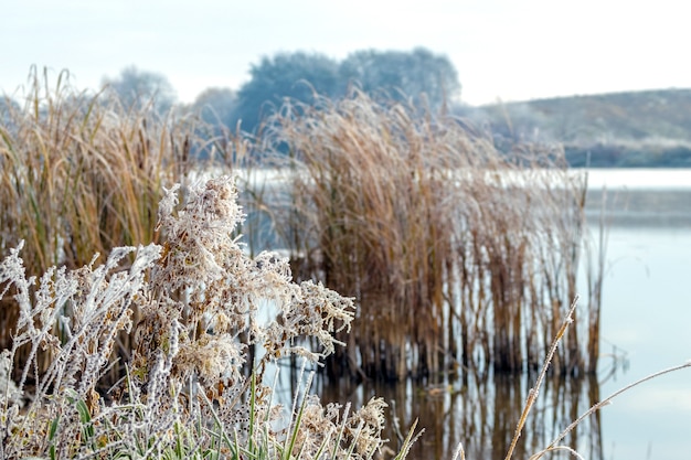 Premium Photo Frost Covered Grass And Reeds On The Shore River