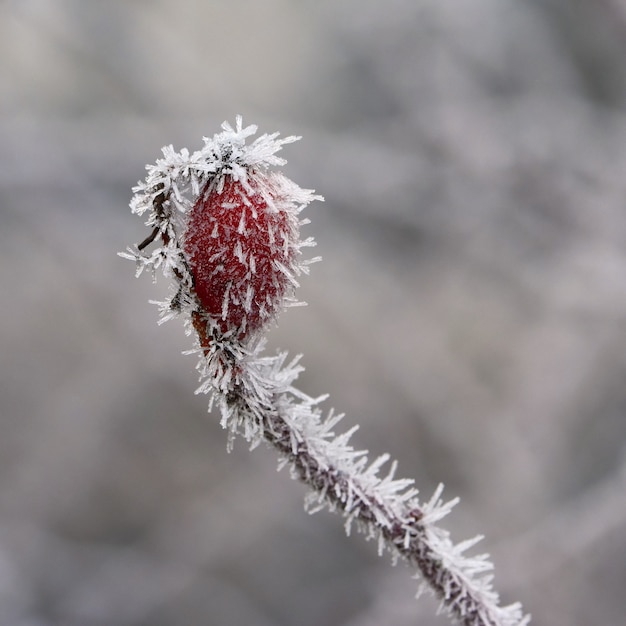 Premium Photo | Frost rosehip bushes. beautiful winter seasonal natural ...