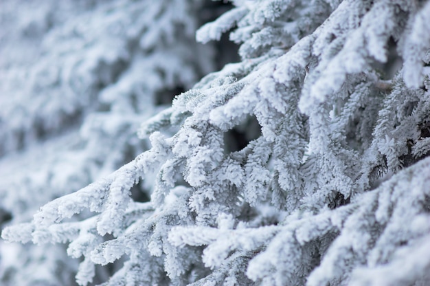 Premium Photo | Frosted fir needles