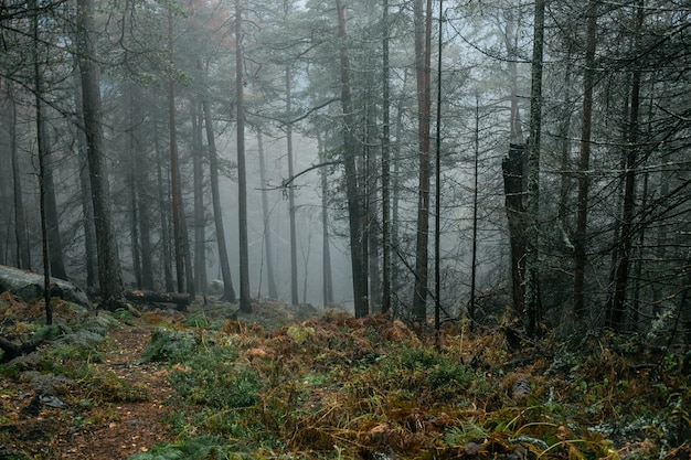 Premium Photo | Frosty morning in dark rainy forest