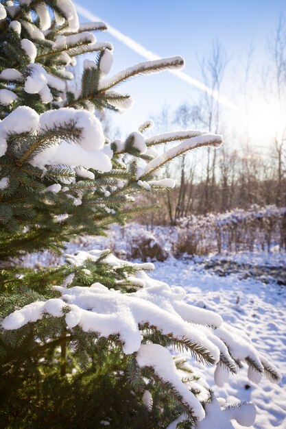 Premium Photo | A frosty and sunny day is in mountains.