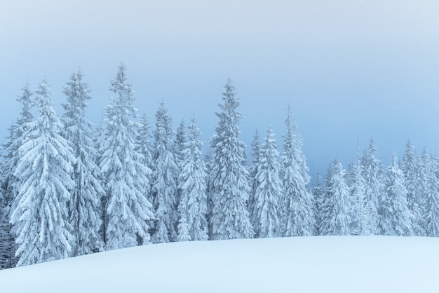 Free Photo | Frozen winter forest in the fog. pine tree in nature ...