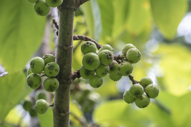 The Fruit Of Ficus Racemos The Common Name Fig Fruit Cluster Fig