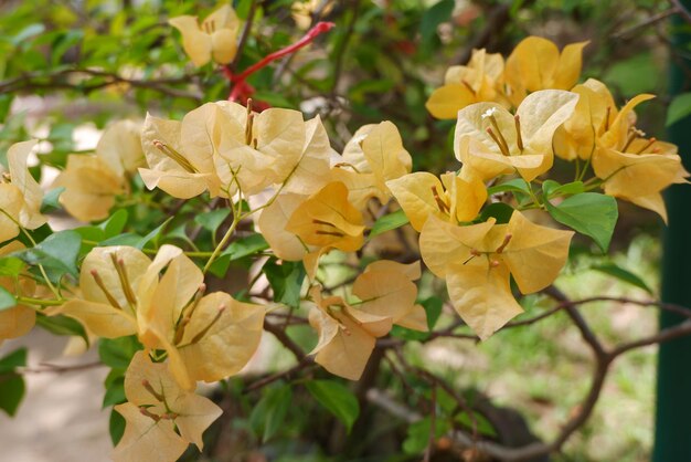 Premium Photo | Fuengfah flower yellow bouquet is a beautiful bush in ...