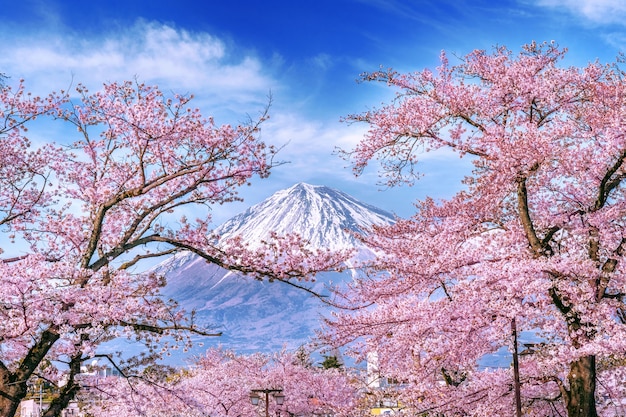 日本の春の富士山と桜 無料の写真
