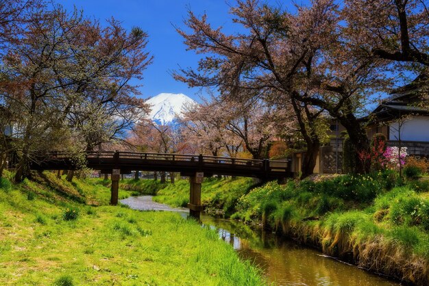 Premium Photo Full Bloom Pink Sakura Or Cherry Blossom At Oshino Hakkai Village With Mt Fuji