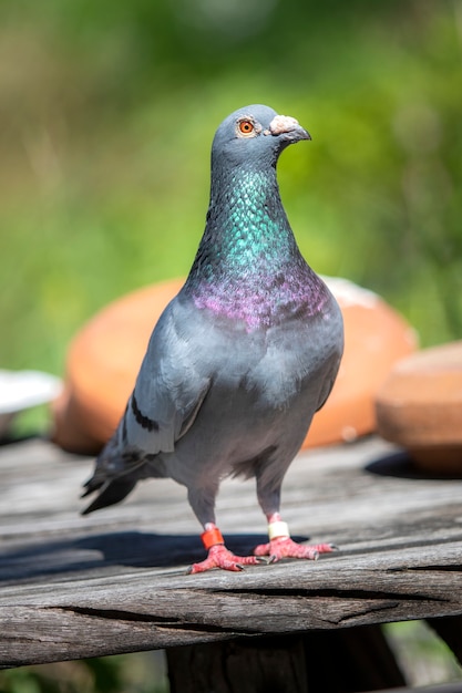 Premium Photo Full Body Of Male Speed Racing Pigeon Bird Standing On