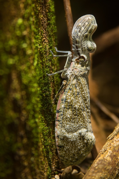 Premium Photo | Full body of peanut bug insect on moss