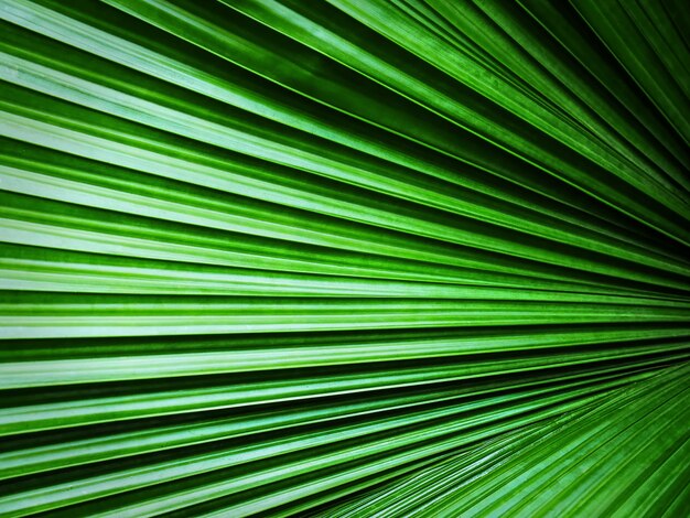 Premium Photo Full Frame Background Of Green Palm Leaf Texture