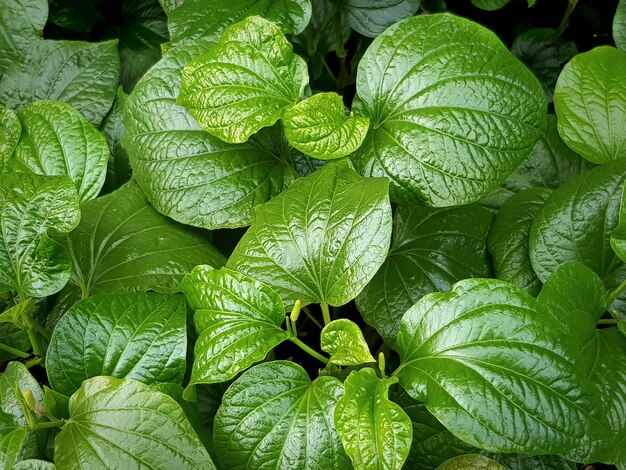 Premium Photo Full Frame Background Of Green Wild Betel Leaves