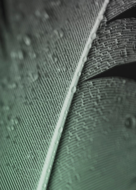 Full frame of water droplets on grey feather surface Free Photo