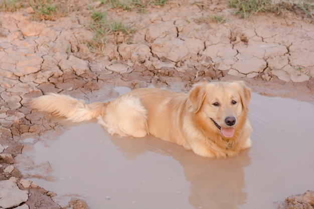 楽しいゴールデンレトリーバー犬は 泥の中で遊ぶ プレミアム写真