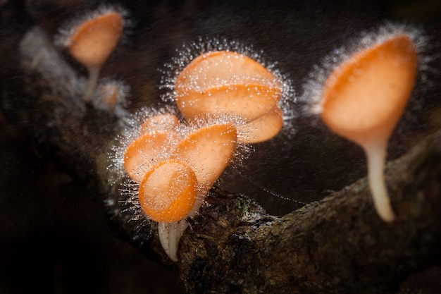 Premium Photo | Fungi cup on decay wood with rain, in rainforest of ...