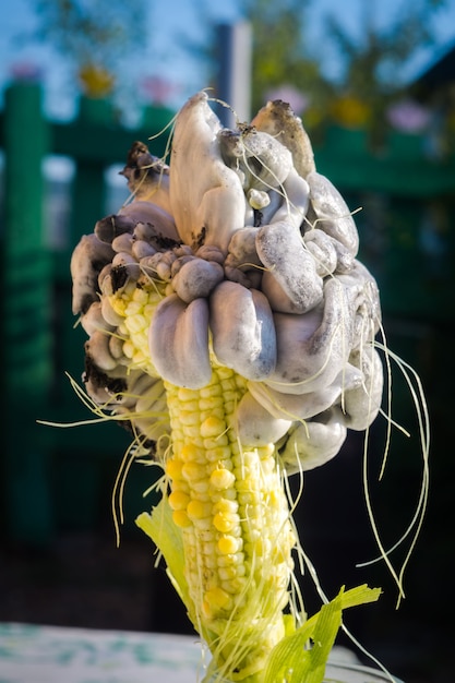 Premium Photo | Fungus on corn cob