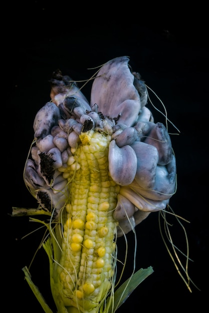 Premium Photo | Fungus on corn cob