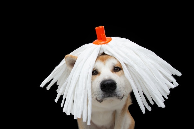白いモップのかつらでカーニバルを祝う面白い秋田犬 プレミアム写真