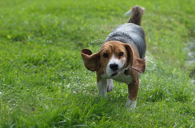 Premium Photo | Funny beagle dog shaking his head
