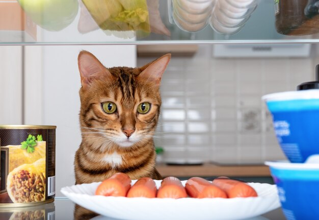 面白いベンガル猫は冷蔵庫のソーセージのプレートを食欲を持って見ます 