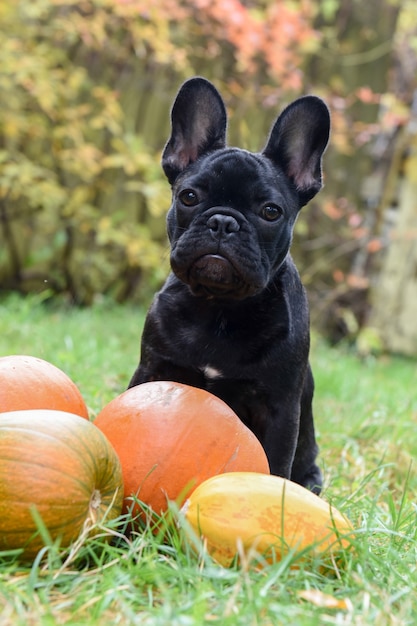 ハロウィーンのための面白い黒人の若いフレンチブルドッグ犬とカボチャ プレミアム写真