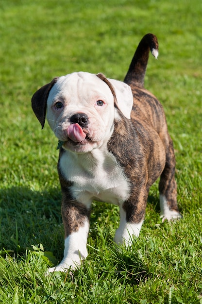 Premium Photo Funny Brindle Coat American Bulldog Puppy Dog