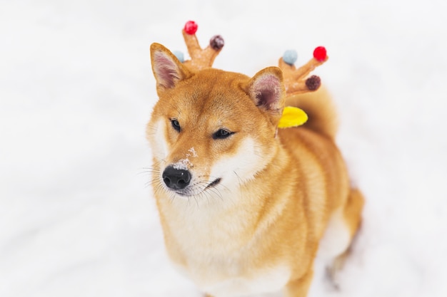 色とりどりの角で面白い褐色血統の犬 お正月飾り 柴犬 プレミアム写真