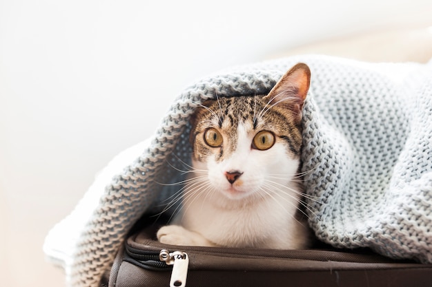 Funny cat under blanket on suitcase
